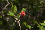 Fragrant sumac